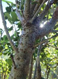 Image result for Pittosporum mildbraedii
