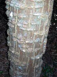 Image result for Erythrina sacleuxii