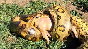 Anaconda Eating A Pig Alive Snake Facts Anaconda Snake Anaconda