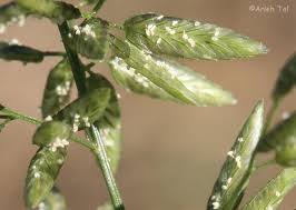 Eragrostis major eragrostis megastachya poa cilianensis. Eragrostis Cilianensis Stinking Lovegrass Go Botany