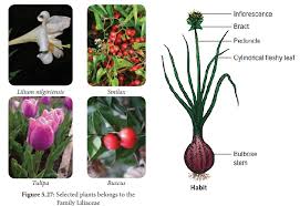 Image result for Liliaceae