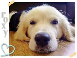 Golden Retriever Roxy Yavru Kopekler Hakkkinda