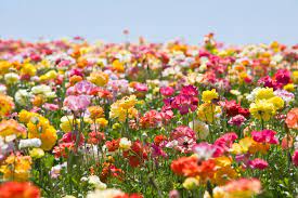 As your leading flower shop in. Crismon S Flowers Home Facebook