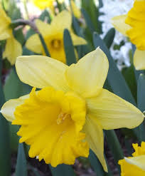 Narcissus Rijnveld S Early Sensation Trumpet Daffodils Narcissi Flower Bulb Index Bulb Flowers Daffodils Narcissus Flower