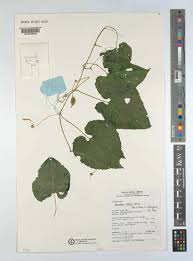 Image result for Momordica foetida