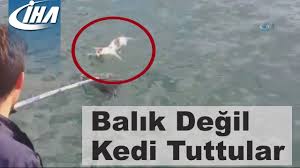 Balik Degil Kedi Tuttular Youtube