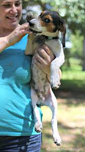 The whole experience will be no big deal. How Often Should I Bathe My Puppy