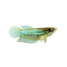 Veiltail bettas are not often known as veiltail bettas. Green Female Veiltail Betta Fish Petco