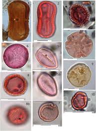 Image result for Heteromorpha sp. agg.