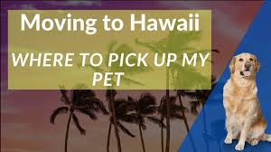 We are the pet travel people. A Helpful Guide For Moving Your Pet To Hawaii