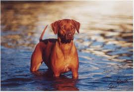 The recorded history of the rhodesian ridgeback becomes much more prominent around the 16th century, when the first european man, a portugese settlor, explored the interior lands on the cape of. Kisangani African Red Ruby Hunde Und Tiere