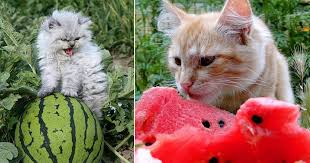 A normal indoor cat takes most of the time sleeping. Can Cats Eat Watermelon Is It Safe