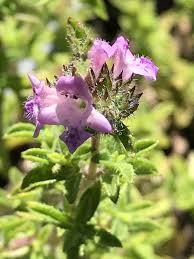 Image result for Satureja