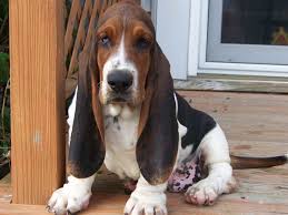 Bassethounds have a docile, lazy, and stubborn temperament but love children. Il Basset Hound Breeder Chicago Puppies For Sale Ohio Akc Hounds Basset Hound Dog Basset Hound Puppy Hound Puppies