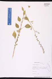 Image result for Celosia trigyna