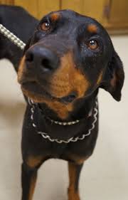 Georgia U Dobie Id A024453 Is A Hw 11mo Old Rescued Doberman Pinscher In Newnan A Total Love Bug When We Got Him Out Of His Ke Dog Sounds Adoption Dogs