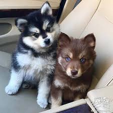 There is the exception of the teacup pomeranian husky mix which is 7 to 10 inches long and weighs only 5 to 10 pounds. Siberian Husky Puppies Husky Pomeranian Teacup Pets Lovers