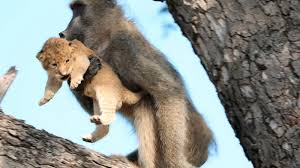 A family of baboons walks up a road in tarangire national park, tanzania. Baboon Grooms Little Lion Cub In South Africa S Kruger Park Abc News
