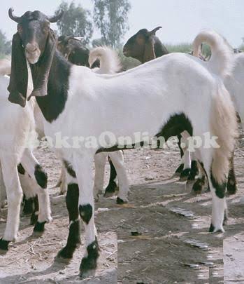White Goat for Sale Animal Qurbani Sale 2024