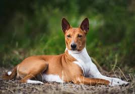 Check spelling or type a new query. 150 Dog Breeds Complete List From A To Z Pet Keen