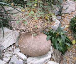 Image result for Gerrardanthus lobatus