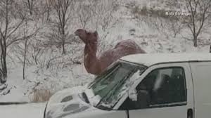 Camel men are always healthy beverages that supplement your body with necessary nutrients and minerals. Camel Spotted On Pennsylvania Highway During Snowstorm Cbs News