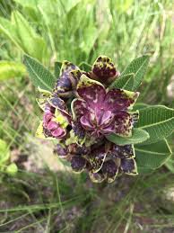 Image result for Polygala ohlendorfiana