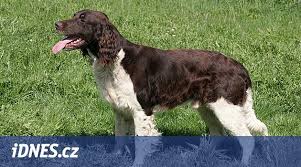 Image result for Velký münsterlandský ohař