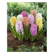 A special kind of culture. Hyacinth Orientalis Mix Great For Containers