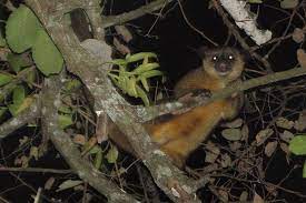 Es la capital de la provincia de manabí, en ecuador. Potos Flavus