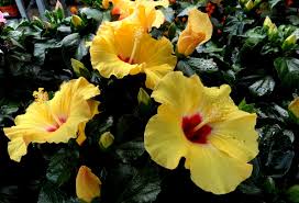 Hibiskus, exotisch und extravagant, beschreibt den echten roseneibisch (hibiscus syriacus) am besten. Hibiskus Chinesischer Roseneibisch Industrieverband Agrar