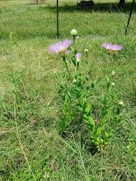 Image result for Centaurea praecox