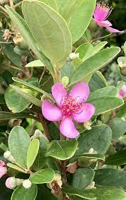 Rhodomyrtus Tomentosa Rose Myrtle Hoa Sim