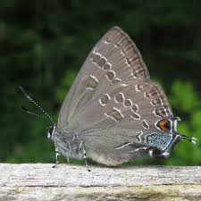 Image result for Sarcophrynium schweinfurthianum