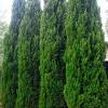 Spartan juniper is the source of the lovely spiraled topiary columns so popular in mediterranean inspired gardens. 1