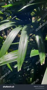 Image result for Aloe excelsa