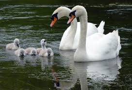 Ah Mum Dad Do I Have To Eat My Greens Cute Birds Beautiful Birds Pet Birds