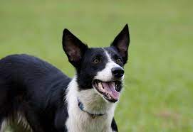 I dont' know about the barbie collie and them not being true border collies. Vintage Porcelain Border Collie Black And White Etsy Short Haired Dog Breeds Border Collie Short Haired Border Collie