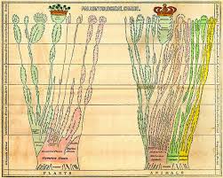 Hitchcock S Non Evolutionary Paleontological Chart Drawn