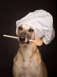 10 Photos Of Dogs Wearing Chef S Hats Just Because Chef S Hats Dogs Sighthound