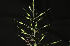 Image result for Olyra latifolia