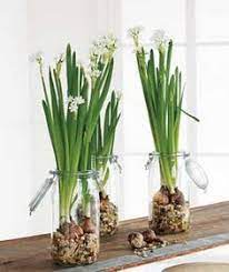 Best flower bulbs to grow indoors. 57 Best Growing Bulbs Indoors Ideas Growing Bulbs Growing Bulbs Indoors Plants