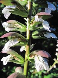 Image result for Hygrophila uliginosa