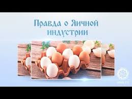музыка из кинофильма свой среди чужих чужой среди своих Pravda O Yaichnoj Industrii Muzyka Vdohnovenie