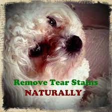 So here are some home remedies to remove your dog's tear stains! How To Naturally Remove Tear Stains From The Fur On Your Dog S Face Pethelpful