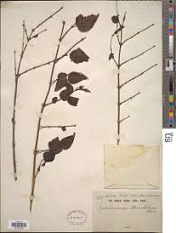 Image result for Panicum heterostachyum