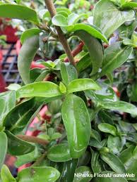 Image result for Sclerochiton harveyanus