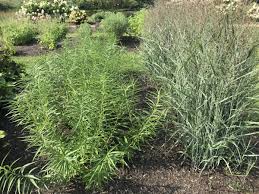 Image result for Panicum pilgeri