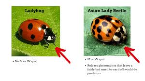 Use a small net to catch it. Signs Of A Ladybug Infestation 7 Tips To Help Keep Them Out