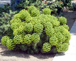 Image result for Euphorbia epicyparissias